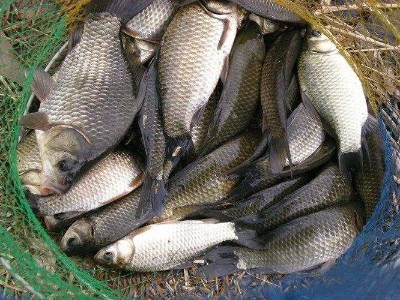 釣友們！魚餌香精盡在青島花帝